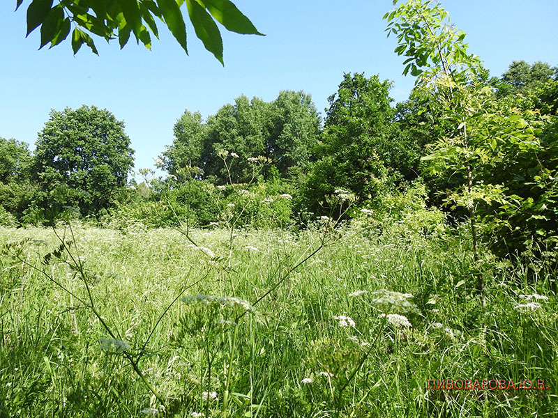 PivovarovaJ 28 06 2019 10