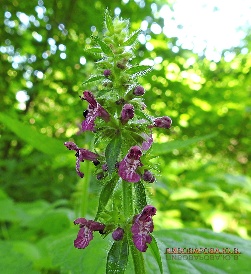 PivovarovaJ 28 06 2019 12