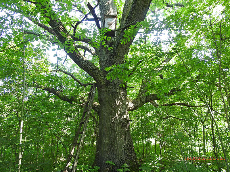 PivovarovaJ 28 06 2019 13