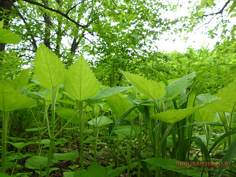 PivovarovaJ 28 06 2019 6