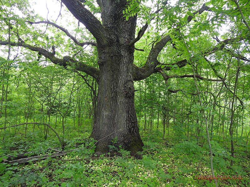 PivovarovaJ 28 06 2019 7