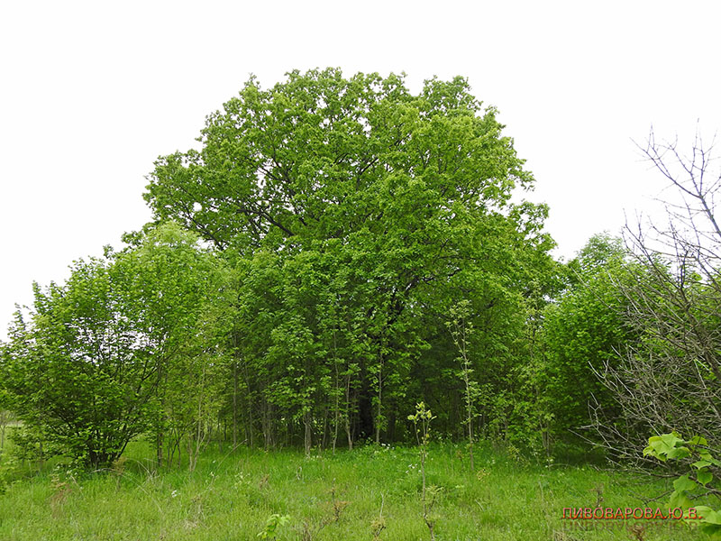 PivovarovaJ 28 06 2019 8