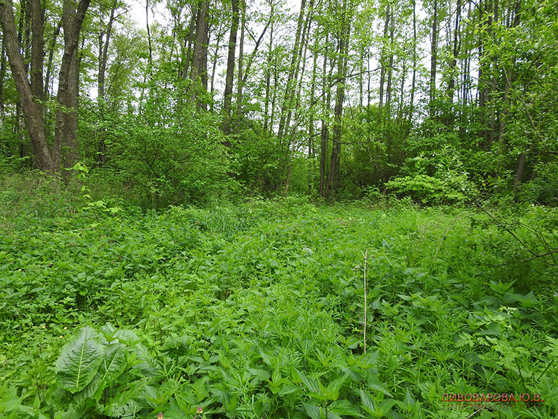 PivovarovaJ 28 06 2019 9