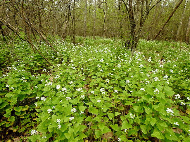 hesnohnica
