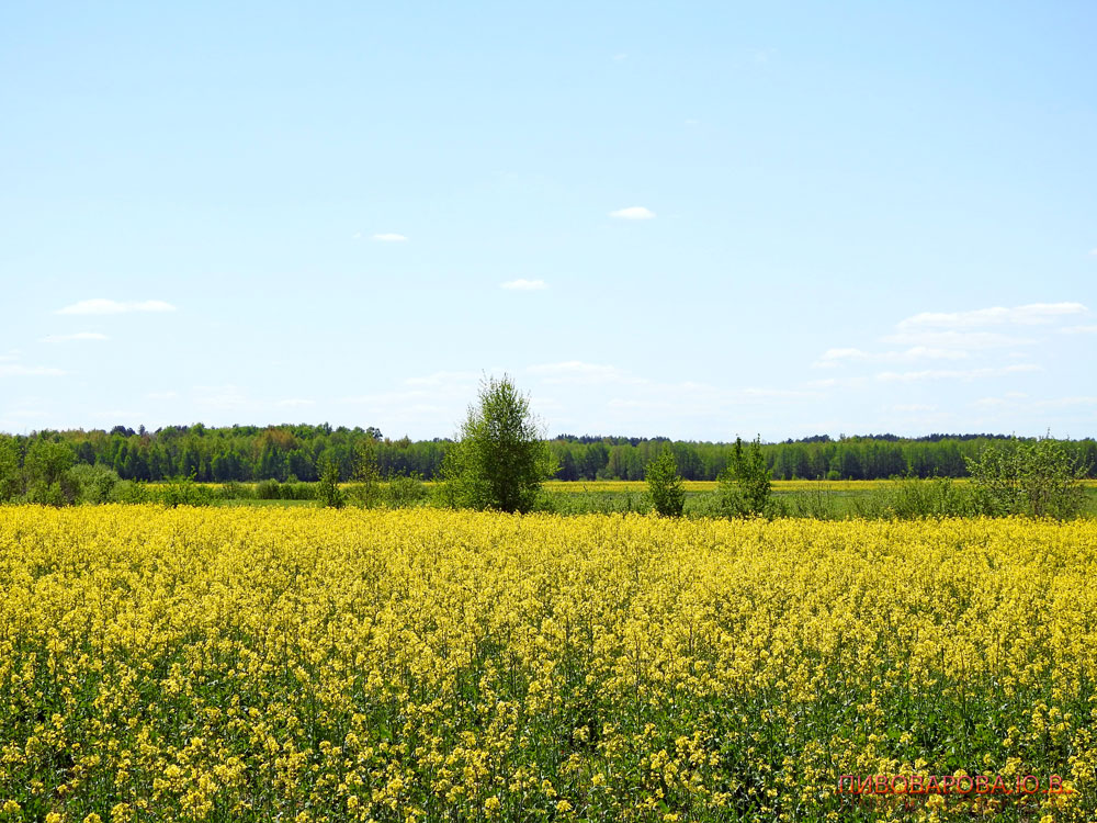 lelikovo004