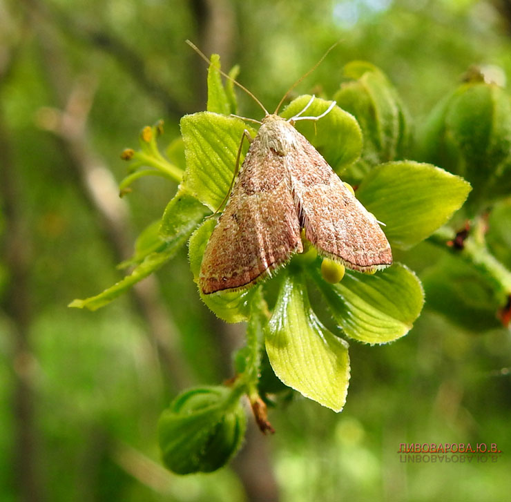 themerica lobelya09
