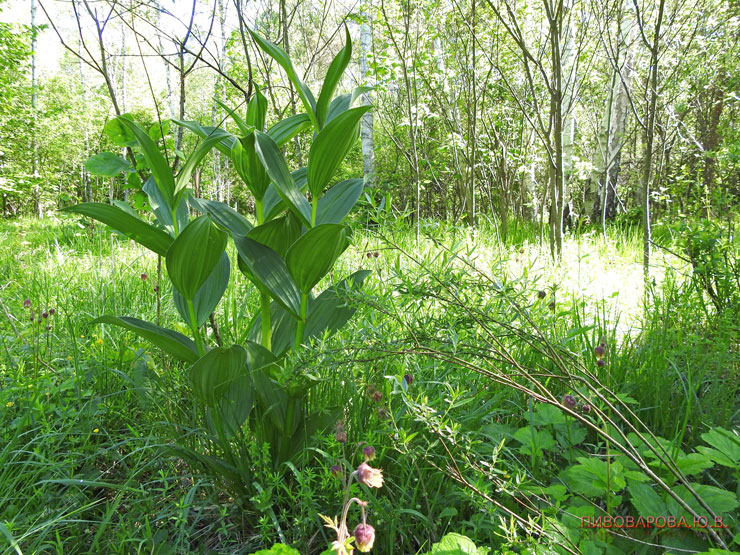  Чемерица Лобеля весной в лесах под Кобрином