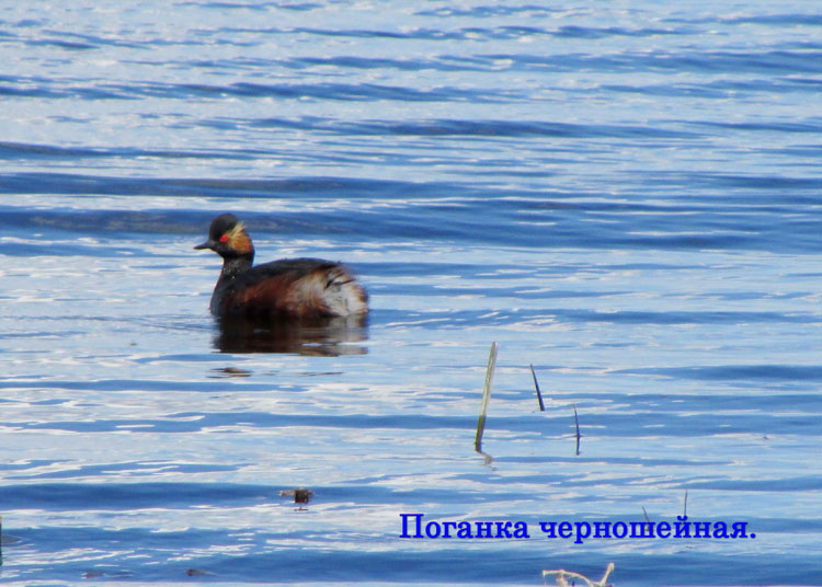poganka