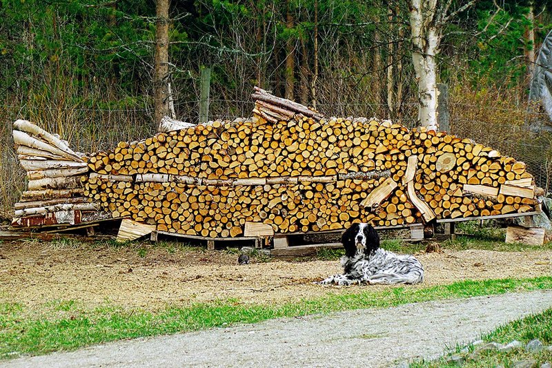 Готовь сани летом — в лесхозах за дровами очередь, а у «частников» покупать дорого