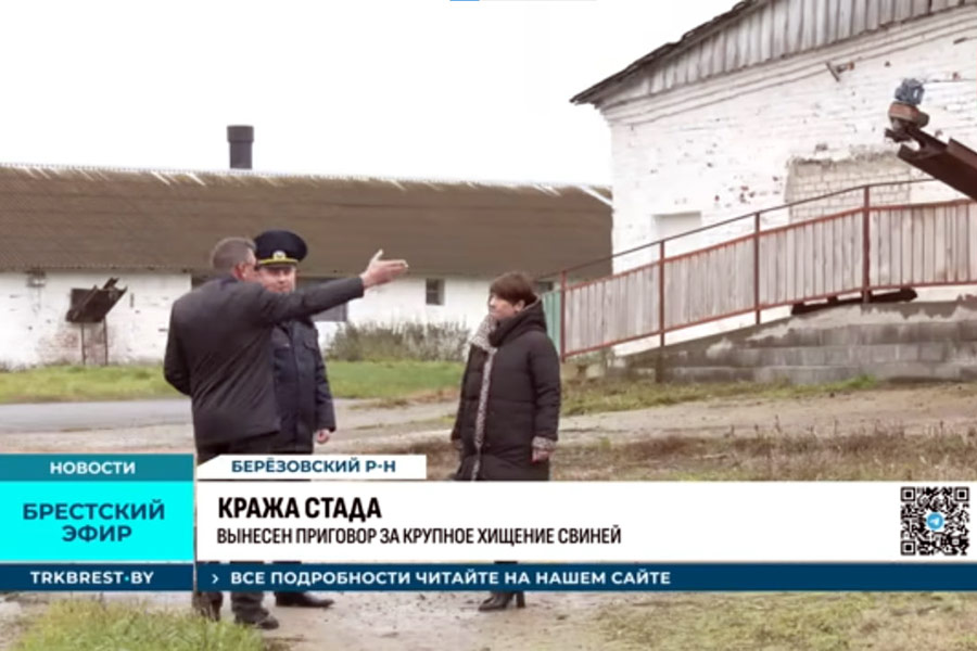 Украли с фермы на Брестчине 26 свиней — сговаривались с охранником и миновали камеры. Решение суда