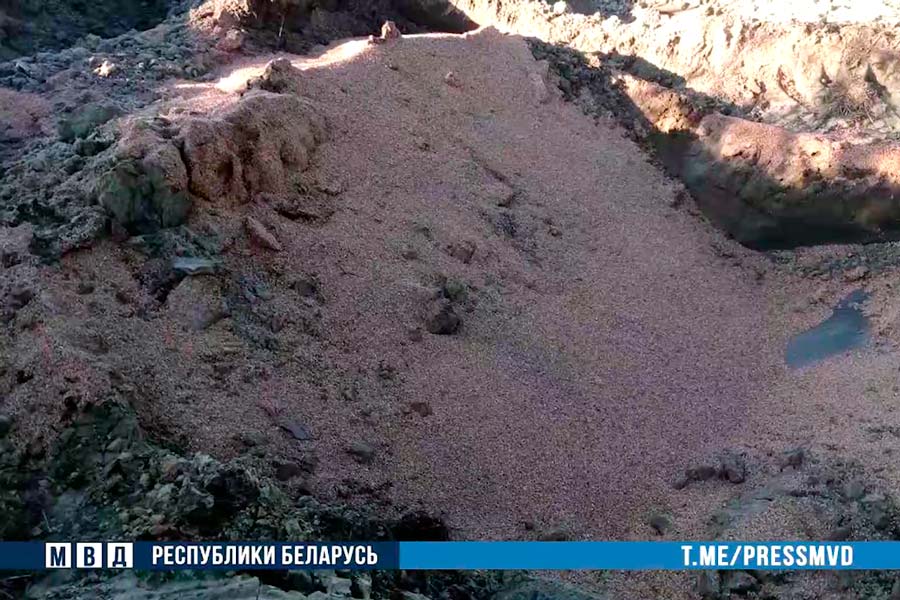 В Кобринском районе обнаружено 9 тонн закопанного зерна, которое должно было пойти на корм животным
