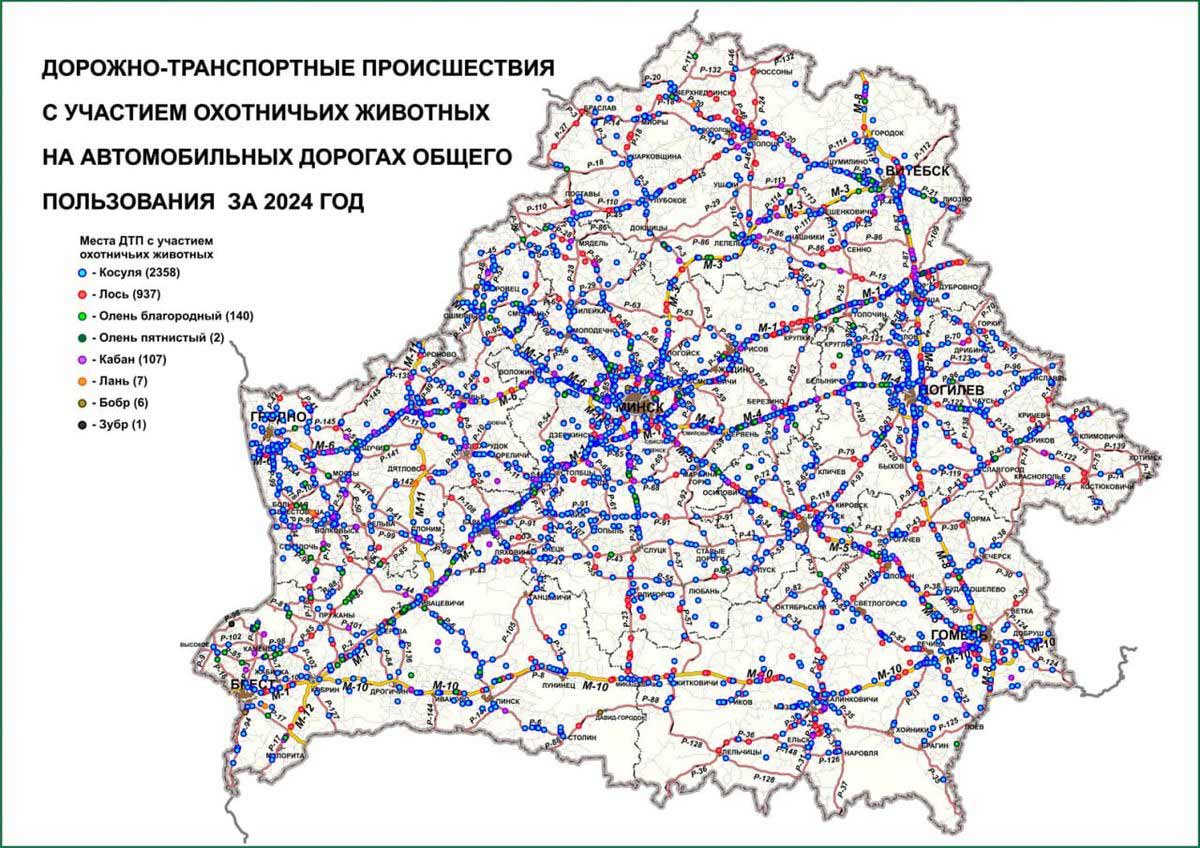 В Беларуси разработали карту мест ДТП с дикими животными. Какие дороги самые опасные?