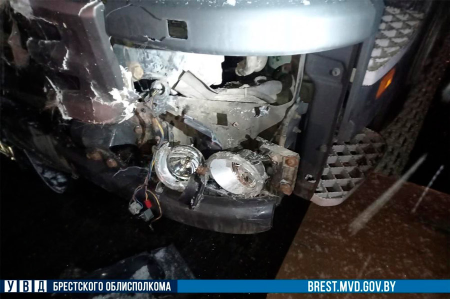 Лоси вышли на М1 в Жабинковском районе и стали виновниками тройного ДТП 