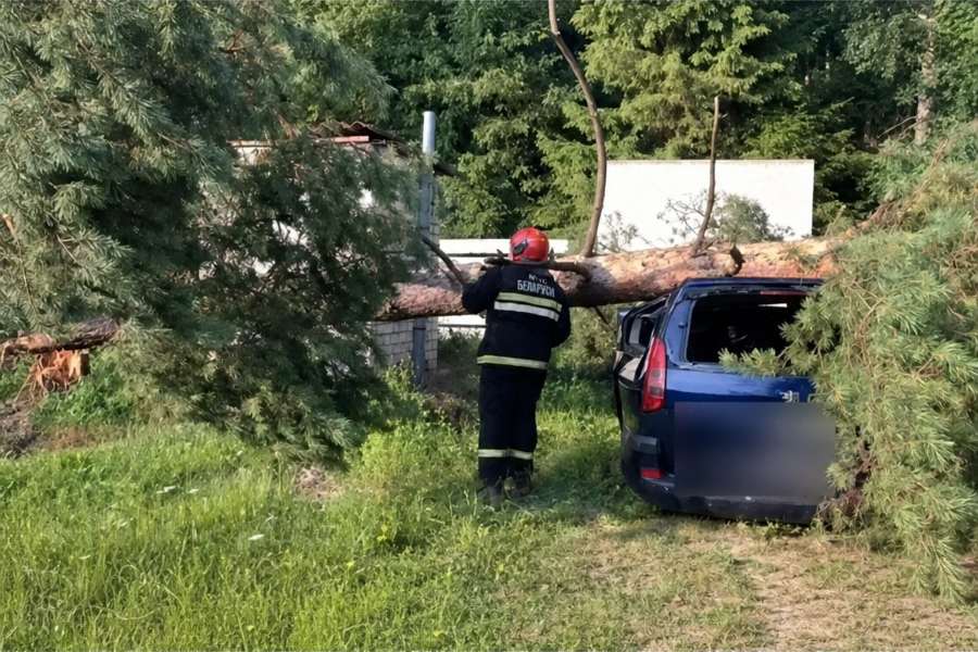 438 населенных пунктов без света, упавшие деревья и задержки поездов: последствия ночной грозы в Беларуси