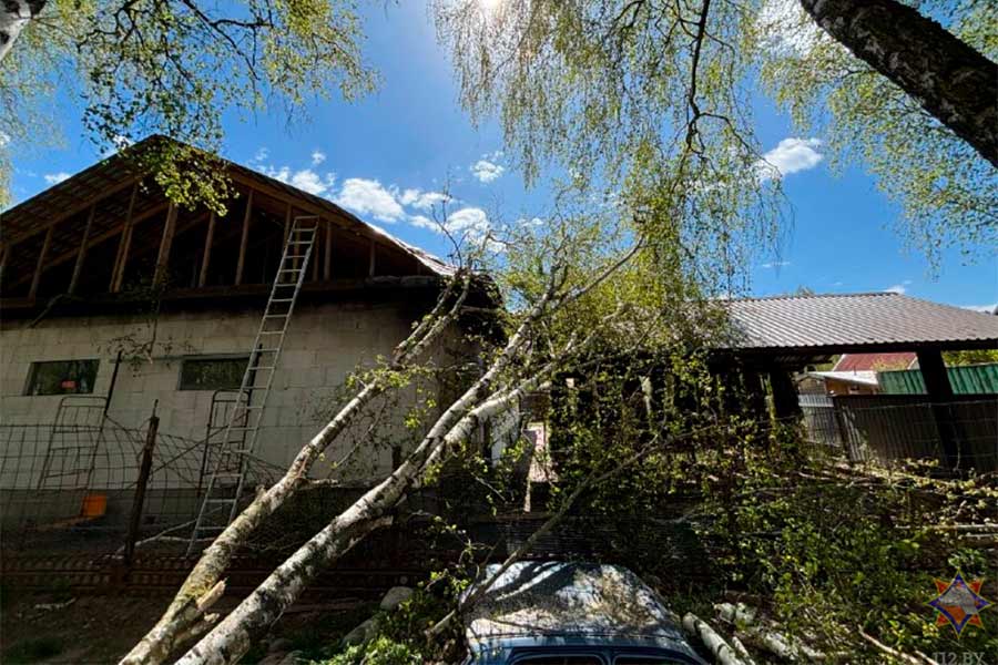В Кобрине дерево перегородило вход в гараж, в районе — упало на дом: на Брестчине продолжают устранять последствия сильного ветра