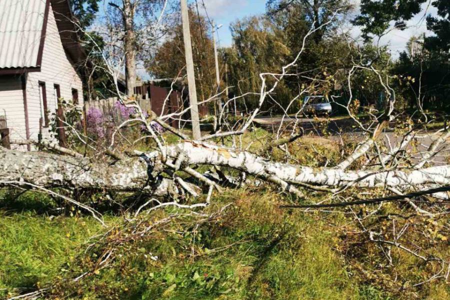 7 октября на Беларусь обрушился циклон со шквалистым ветром: последствия