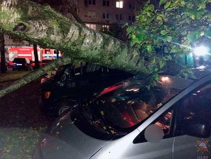 Последствия сильного ветра на Брестчине (фото). Рекомендации спасателей при непогоде