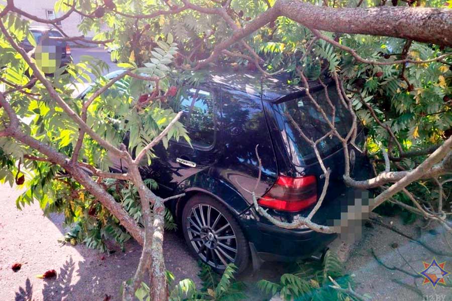 В Кобринском районе дерево упало на легковушку из-за сильного ветра — последствия непогоды на Брестчине