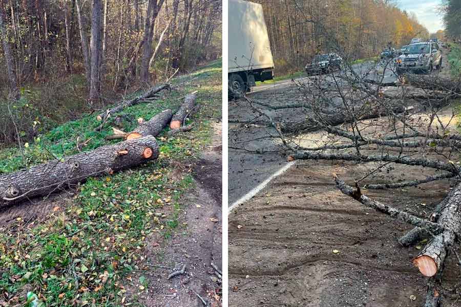 Деревья падали на дорогу, автомобили и во дворах — последствия непогоды на Брестчине