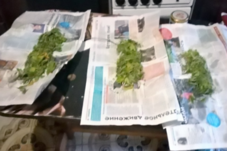 Житель Кобрина выращивал коноплю в лесном массиве – хотел изготовить марихуану
