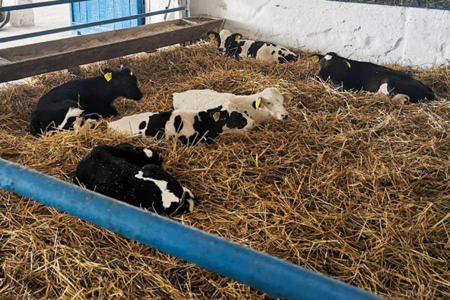 Прокуратура Кобринского района возбудила уголовное дело за сокрытие падежа 18 голов крупного рогатого скота