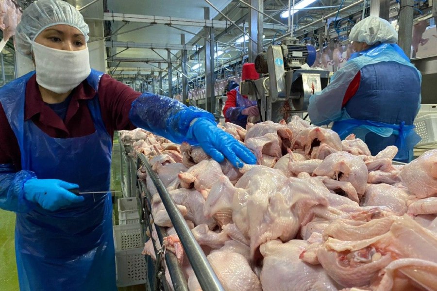 Птицефабрика «Дружба» завышала цены на свою продукцию — возбуждено уголовное дело