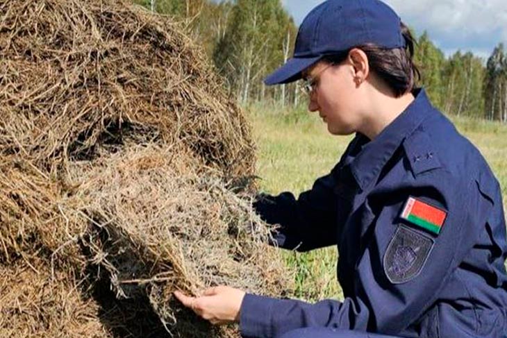 В Кобринском районе нашли 69 рулонов соломы с плесенью и грибами: руководитель и агроном возместили ущерб