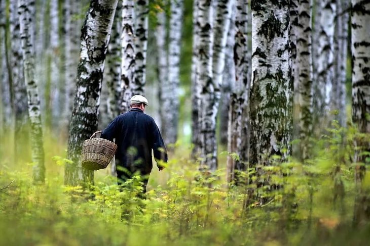 Сезон тихой охоты в разгаре: как не заблудиться в лесу и что делать, если это произошло