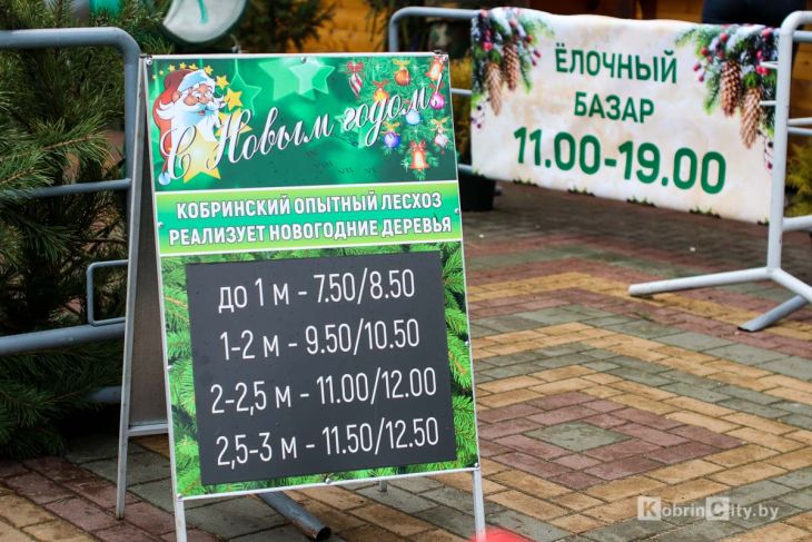 Ёлочный базар 2020-2021 в Кобрине у ТЦ «Полесье». Сколько стоят новогодние ели и сосны?