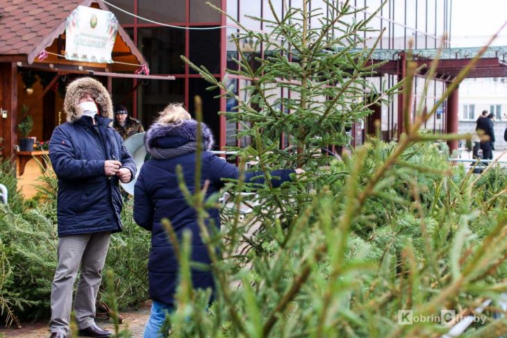 Ёлочный базар 2020-2021 в Кобрине у ТЦ «Полесье». Сколько стоят новогодние ели и сосны?