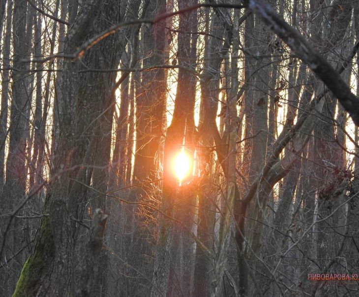 Рассвет в лесу – это настоящая сказка. Дивин