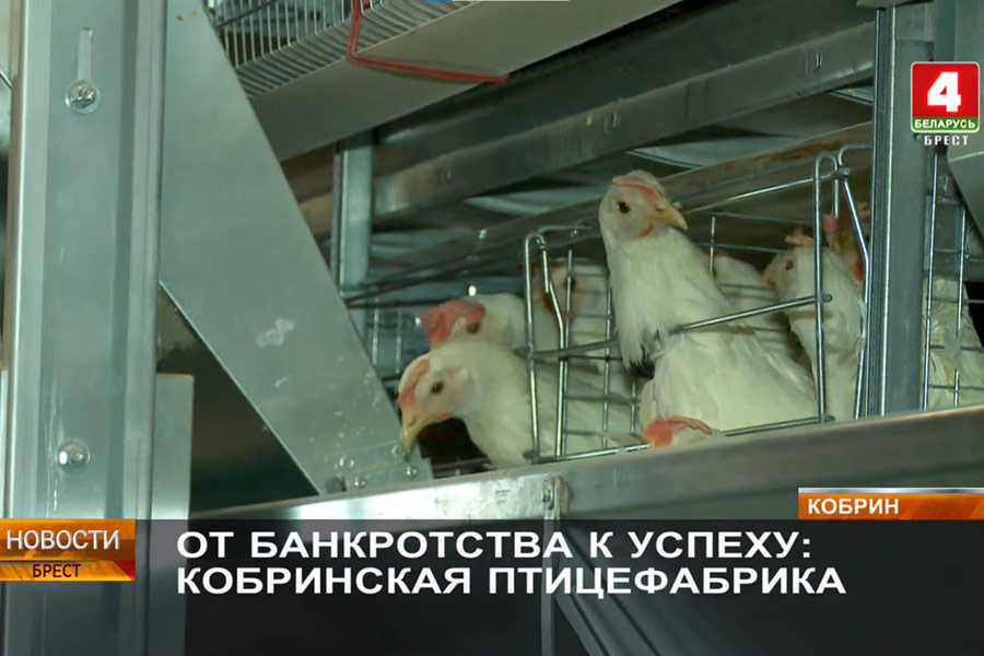 От банкротства к успеху — как работает и развивается ОАО «Кобринская птицефабрика» (видео)