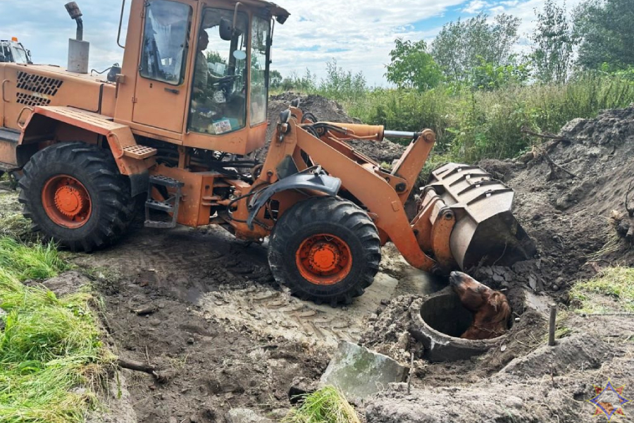 В Брестской области работники МЧС с помощью техники соседнего хозяйства и буксировочного фала спасли лошадь, упавшую в колодец (видео)