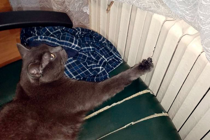 Кобринские спасатели помогли домашнему коту — его лапа застряла в радиаторе отопления