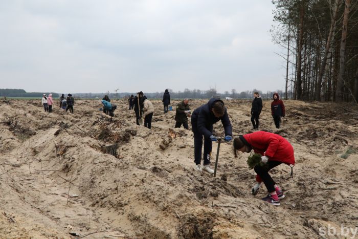 В Кобринском районе за 1 день высадили 15 тысяч деревьев в рамках акции «Неделя леса»