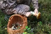 Как не пропасть в лесу во время сбора грибов и ягод: памятка для белорусов