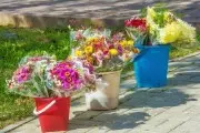 Букеты к 1 сентября со своего огорода: как в Беларуси оформить торговлю цветами и не получить штраф