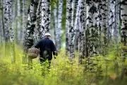 Заблудились в лесу во время сбора грибов и ягод: как найти дорогу домой