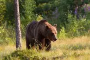 Численность бурых медведей в Беларуси выросла: как вести себя при встрече с хищником