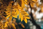 Синоптики обещают настоящее бабье лето на выходных: как долго продлится это счастье