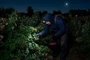 В Кобринском районе задержан «малиновый вор»: ночью на чужом участке он собрал 25 кг ягод