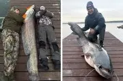 Сома размером с человека выловили в Минском море: рыбаки дали ему кличку и вернули обратно
