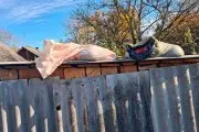 Под Кобрином задержали браконьеров: изъято 300 кг мяса лося