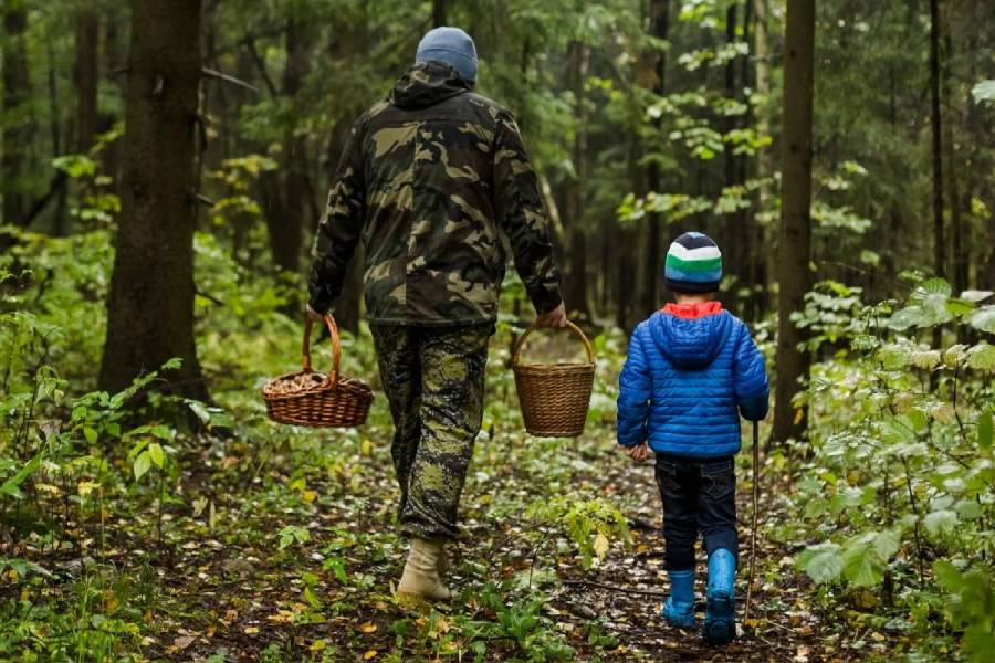 Грибы – ценный продукт или риск для здоровья, рассказывает эксперт