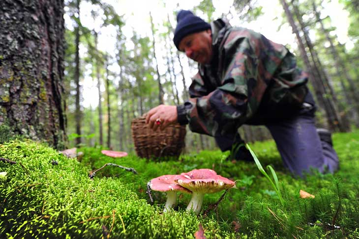 7 фактов о грибах, которые вы возможно не знали — как не отравиться