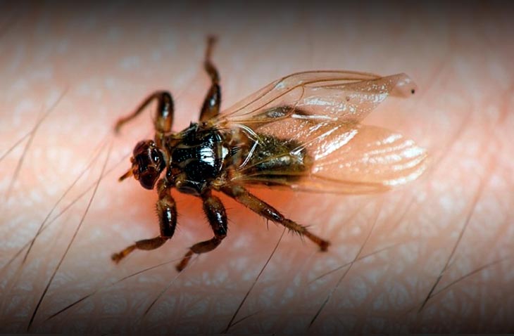 Сезон лосиной мухи: чем опасен её укус и как защитить себя в лесу